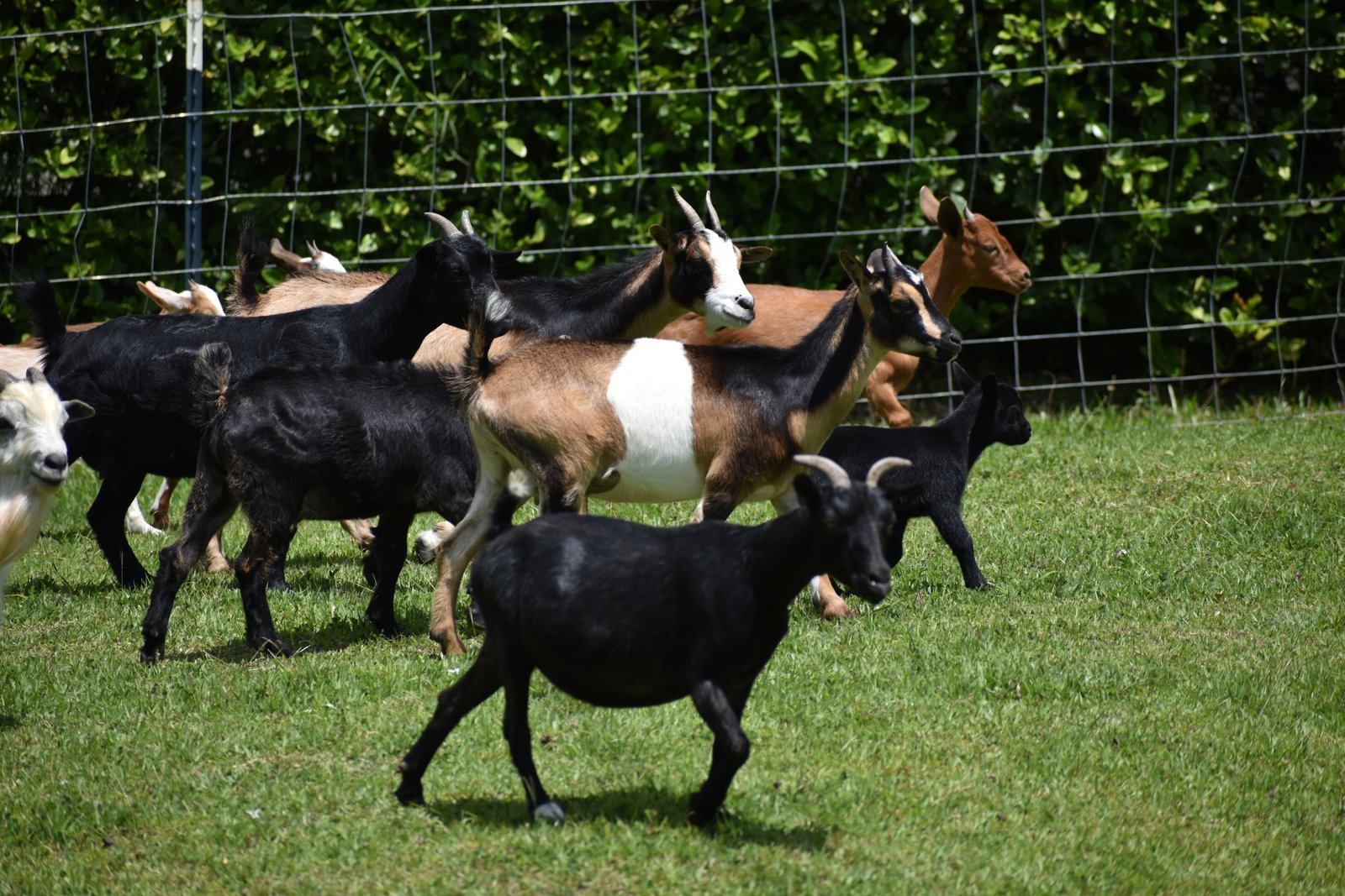 Mini Donkey Burrito en Rancho Los Minis