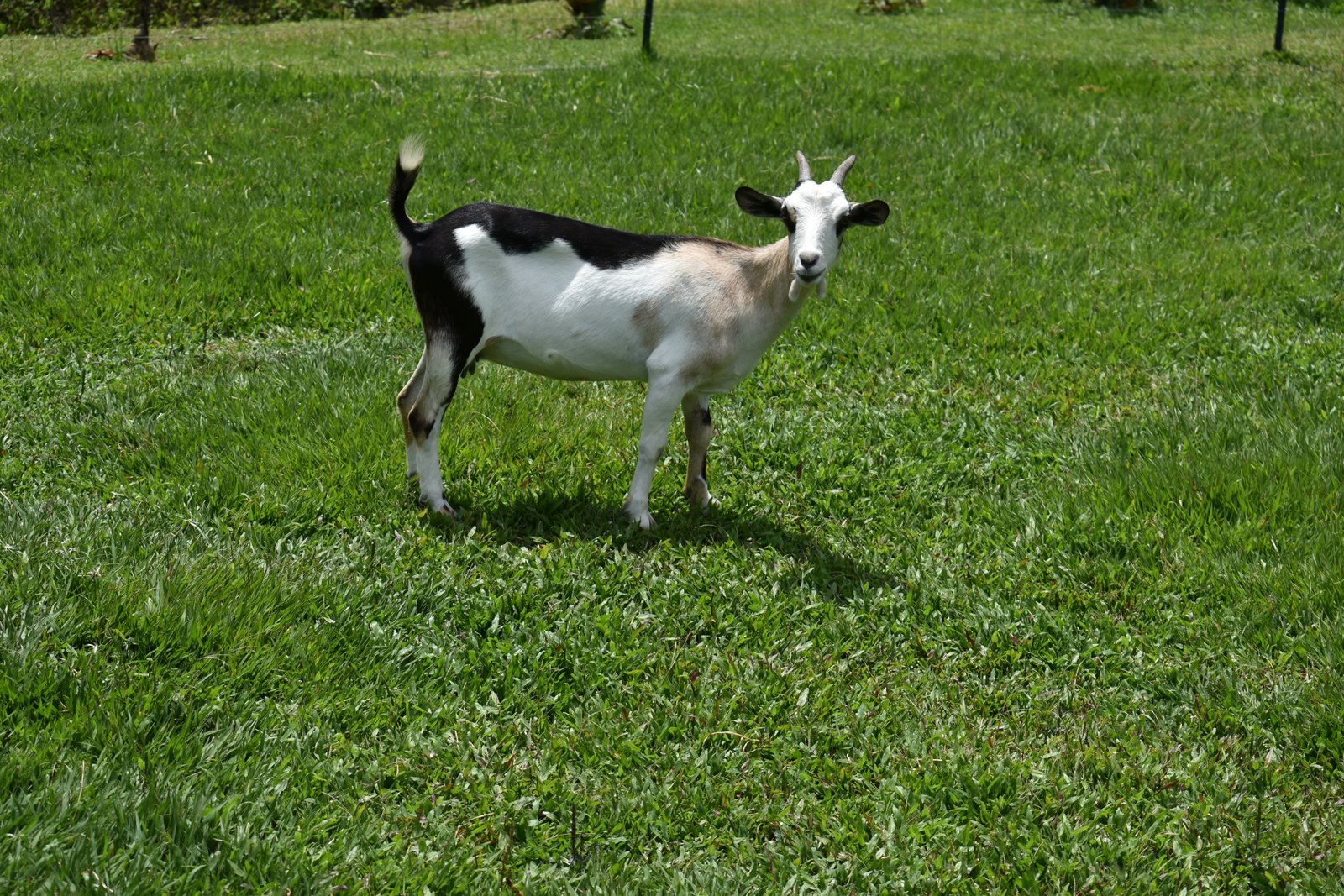 Mini donkey en pradera