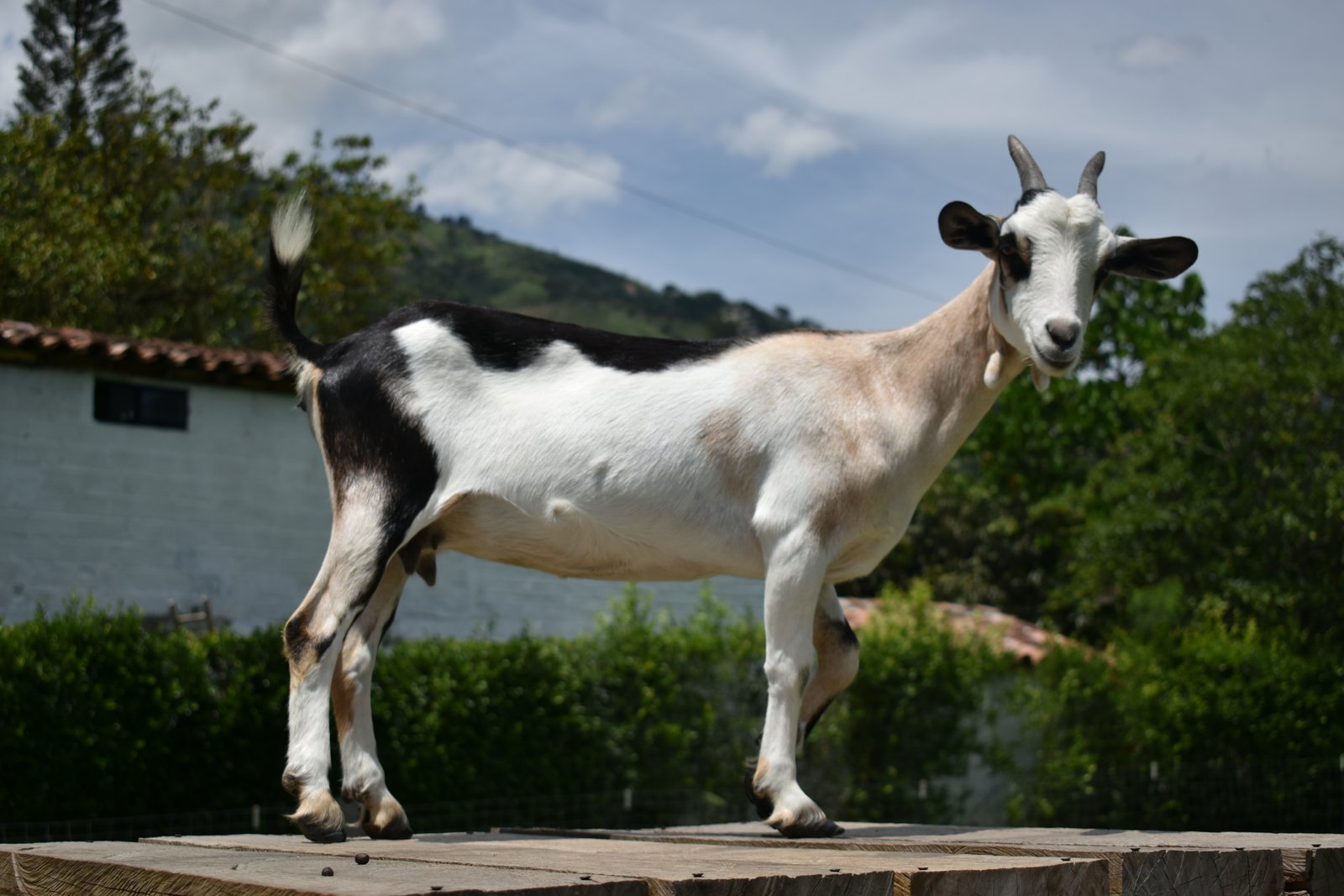 Mini donkey cría
