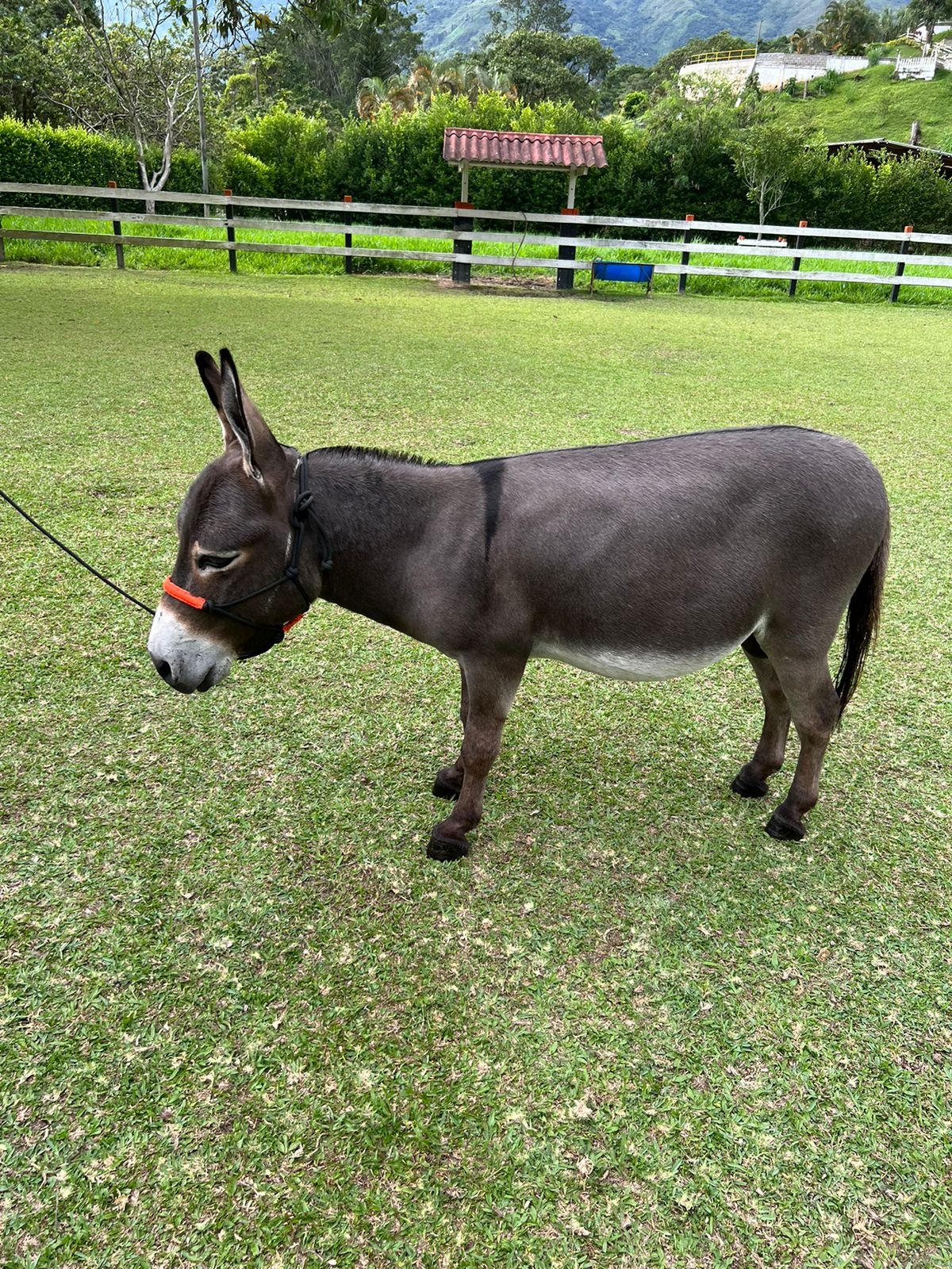 Mini Horse en Rancho Los Minis