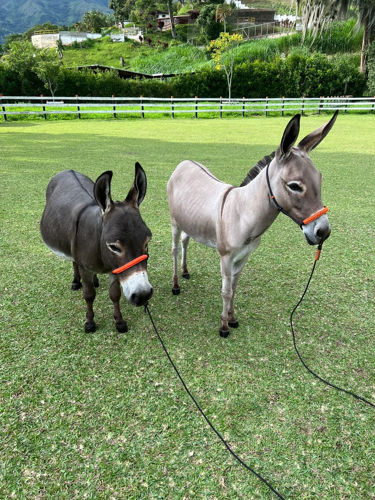 Mini horse en libertad
