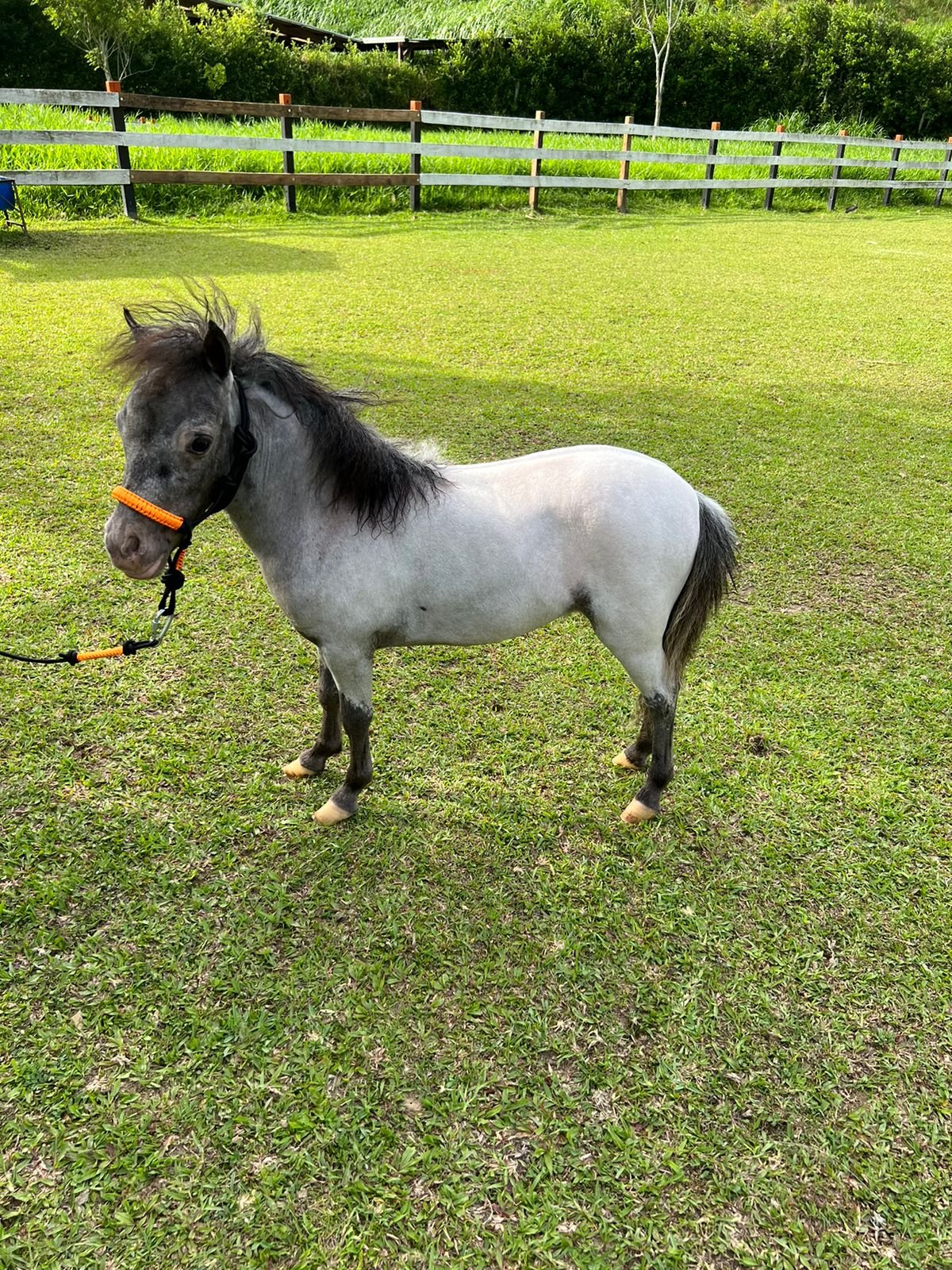 Mini horse negro zaino
