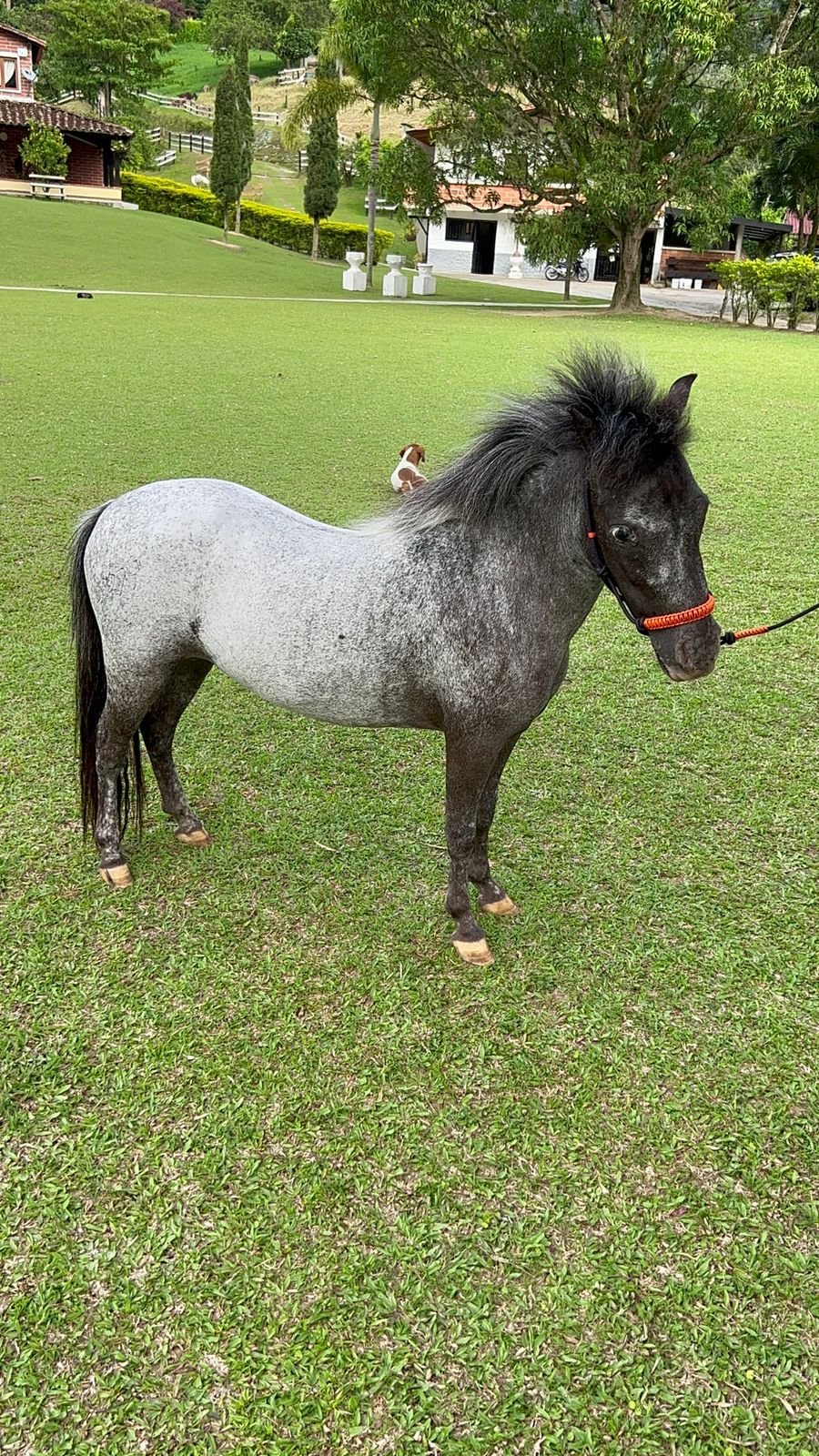 Mini horse semental