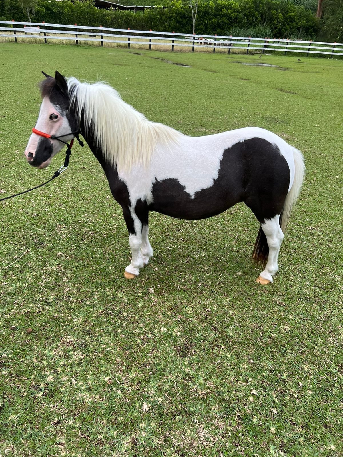 Mini horse en revisión veterinaria