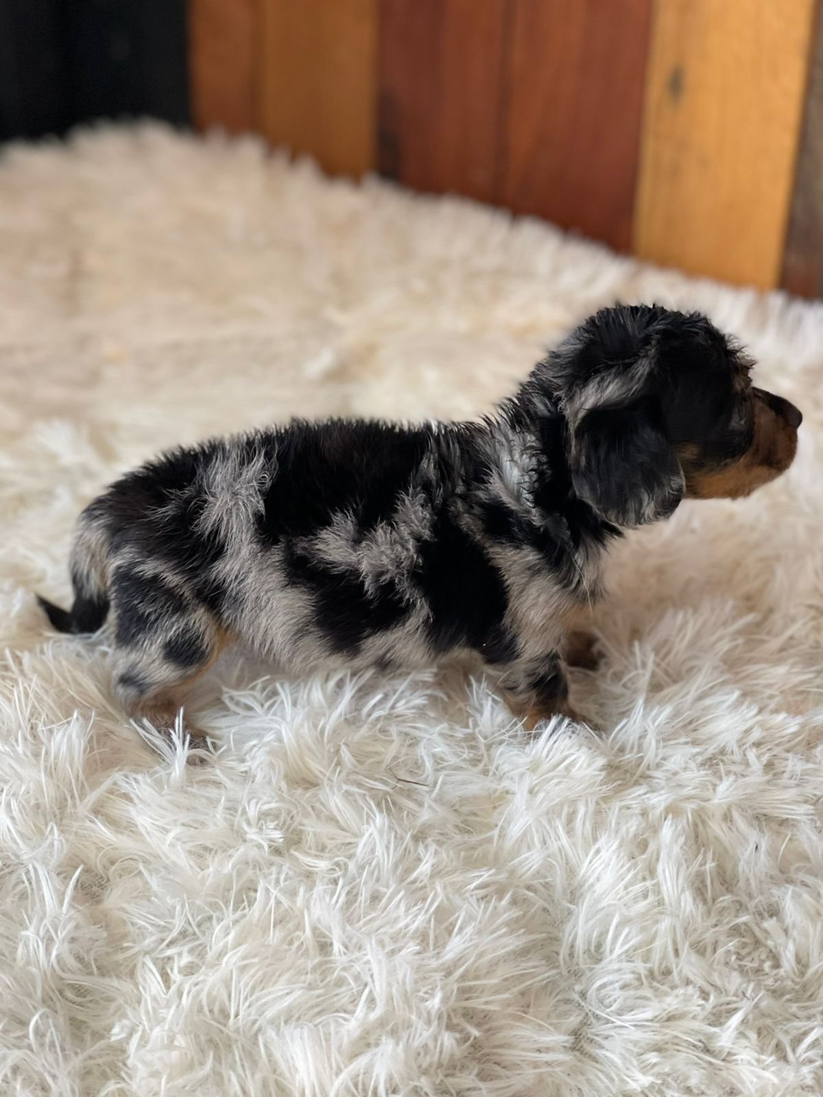 Cachorros Teckel Dachshund