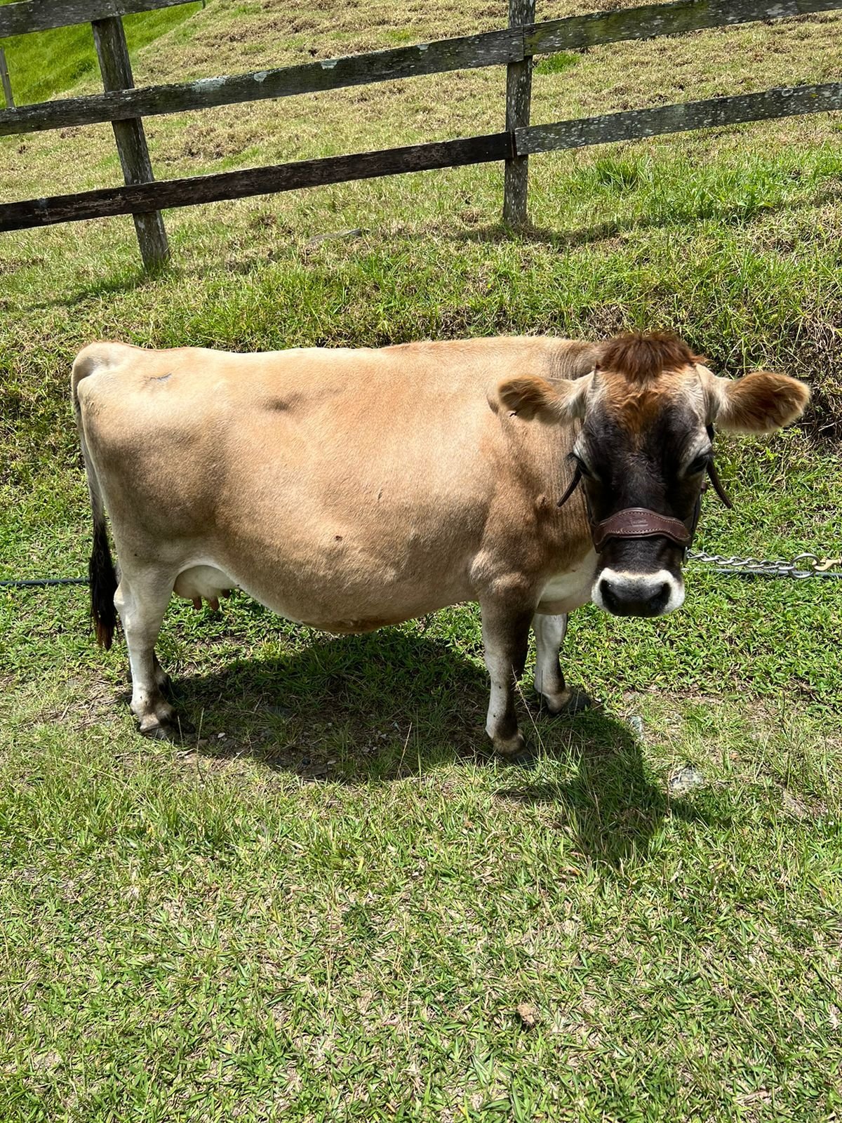 Mini Vaca en Rancho Los Minis