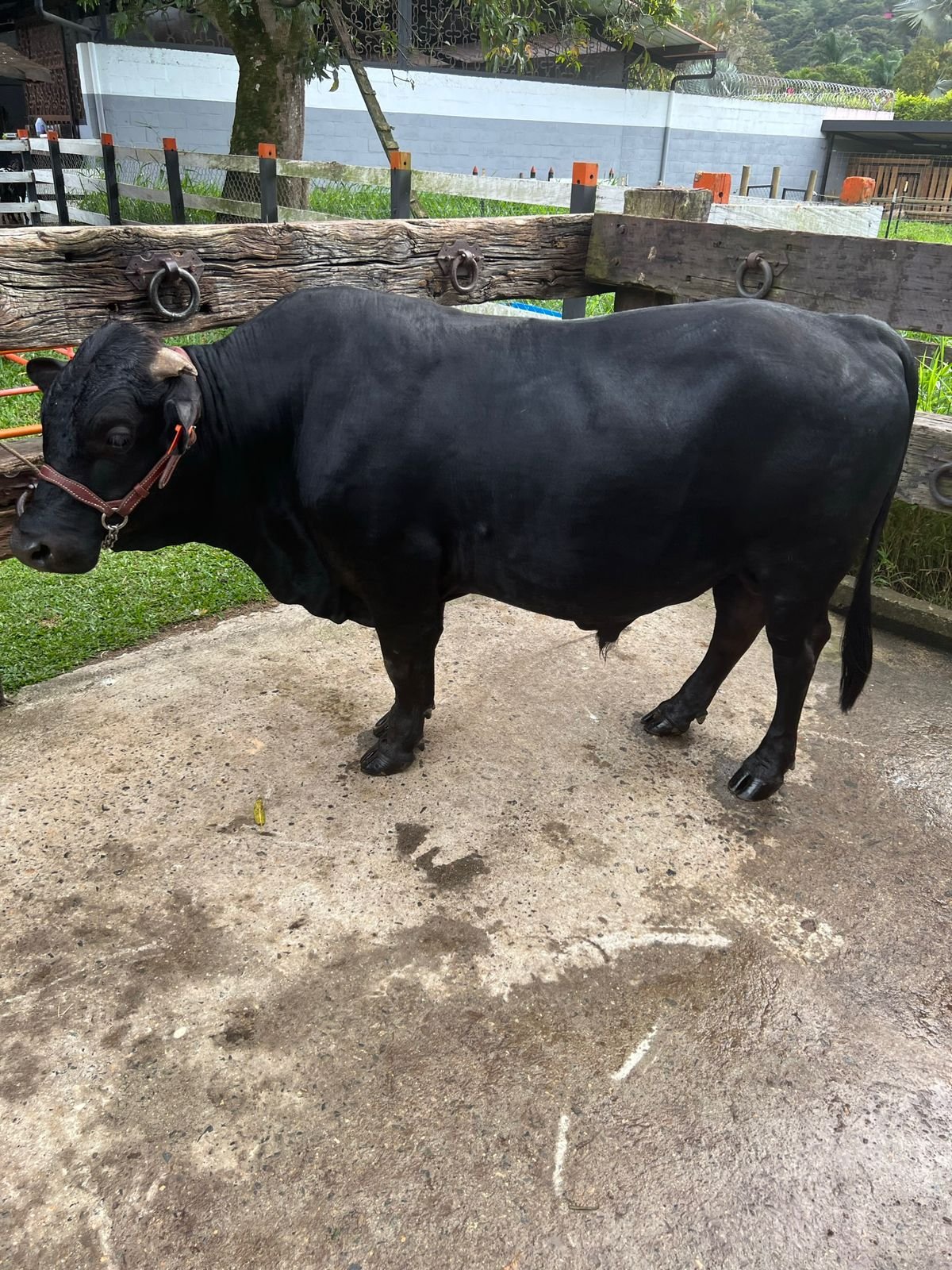 Mini torito zebu
