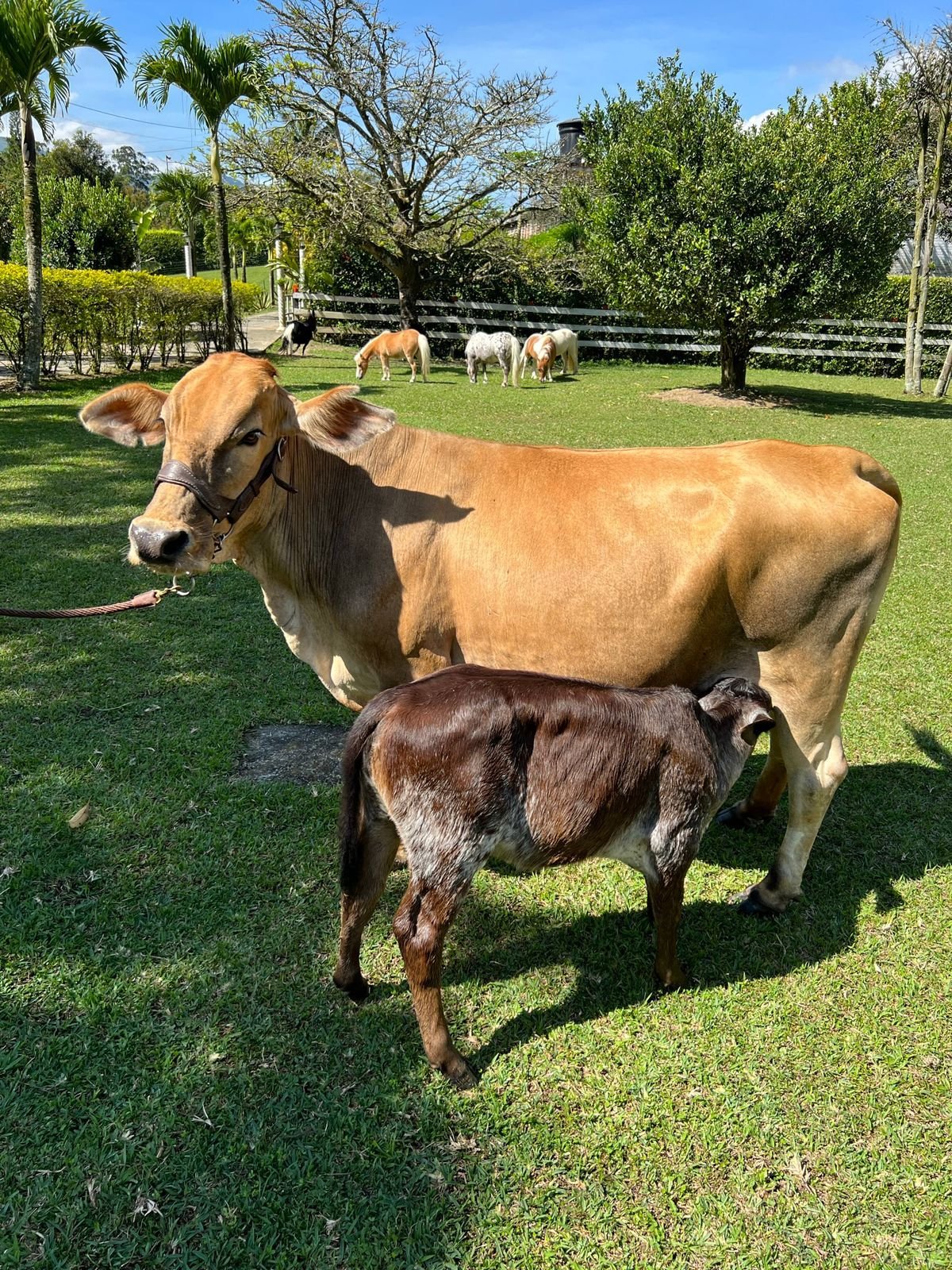 Mini vaca caramelo